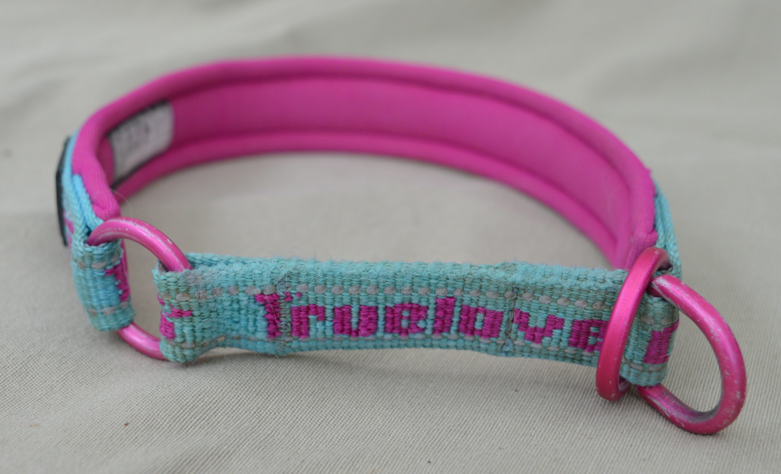 Collier pour chien – Image 3
