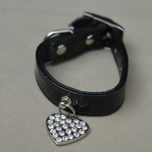 Collier pour chien