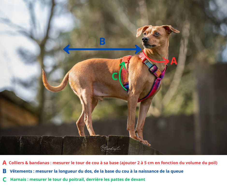 Harnais pour chien – Image 2